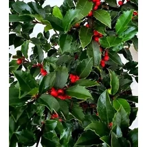 Ilex meserveae 'Blue Maid' - Termős kék magyal K3 T50