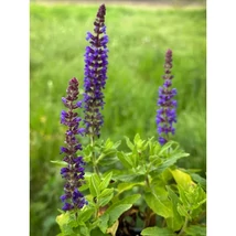 Salvia nemorosa 'Blue Bouquetta' – Ligeti zsálya Cs14