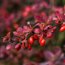 Berberis thunbergii 'Atropurpurea' - Vörös levelű japán borbolya K2 40/60