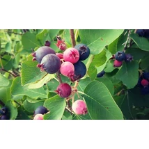 Amelanchier lamarckii - Rézvörös fanyarka mézalmácska 100/125 FL