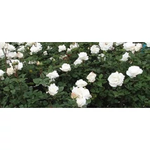 Rosa mix - Bokorrózsa  2l