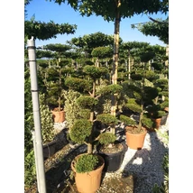 x Cupressocyparis leylandii 'Castlewellan Gold' - Arany leylandi ciprus Bonsai  C45 150+