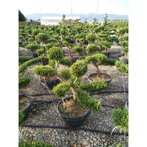 x Cupressocyparis leylandii - Leylandi ciprus Bonsai 100/120