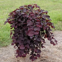 Cercis canadensis Ruby Falls - Bordó levelű csüngő kanadai júdásfa CLT 55 H 175/200