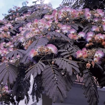 Albizia julibrissin 'Summer Chocolate' - Bordó levelű selyemakác K10 125/150