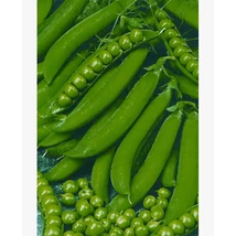 Agrosel Bordias Borsó 250g