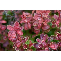Berberis thunbergii 'Admiration' – Japán borbolya K2 20/40