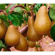 Gyümölcsfa Bosc kobak körte K9 100/150