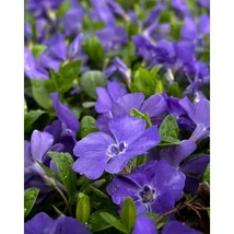 Vinca minor Bowles Varety - Kis meténg CS9