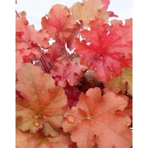 Heuchera Boysenberry - Tűzeső Cs14