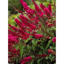Buddleia davidii 'Royal Red'- Bíborlila nyáriorgona 20-60