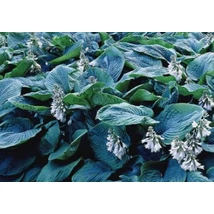 Hosta Bressingham Blue - Árnyékliliom CS14