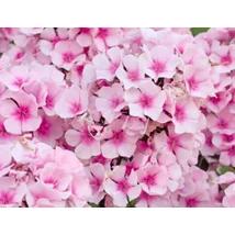 Phlox paniculata Bright Eyes - Bugás lángvirág D14