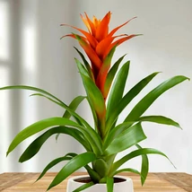 Bromélia DECO