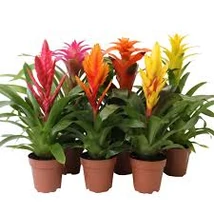 Bromelia 1db