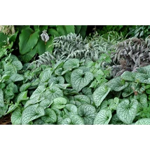 Brunnera macrophylla 'Sterling Silver' - Kaukázusi nefelejcs CS15