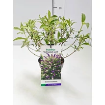 Buddleja ‘Duo Violet-White’ – Nyáriorgona kétszínű lila fehér P17