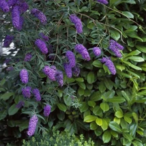 Buddleia davidii 'Nanho Blue' – Kék virágú törpe nyáriorgona 20-60