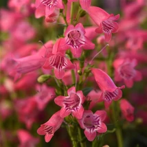 Penstemon hartwegii Mountain Treats Rose - Bugatölcsér Cs14