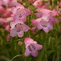 Penstemon hartwegii Mountain Treats Light Pink - Bugatölcsér Cs14