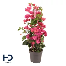 Bougainvillea RED PYRAMID- Murvafürt piros piramis P17 60+