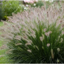 Pennisetum alopecuroides Gelbstiel Tollborzfű Cs14