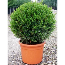 Buxus microphylla 'Faulkner' - Buxus gömb 40/60 FL