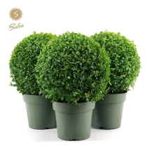 Buxus sempervirens - Örökzöld puszpáng gömb P21/4L 25+
