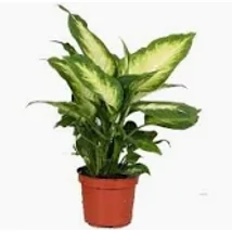 Diffenbachia Camilla/Compacta - Buzogányvirág 12 cs