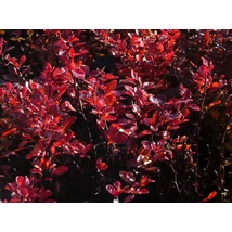 Berberis thunbergii 'Dart's Red Lady' - Japán Vérborbolya