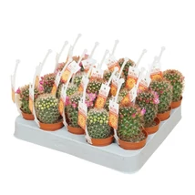 Cactus mammillaria  5,5 cm Kaktusz mix virágzó P5.5 8CM /1db