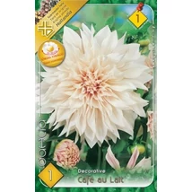 Dália gumó Cafe au Lait 1-db