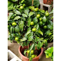 Calamondin / Calamondino (Citrus mitis) - alacsony törzsön D18