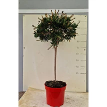 Callistemon citrinus 'Splendens'  - Citromillatú kefevirág törzses P10 120cm