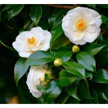 Camelia japonica K13L 35cm