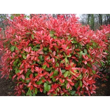 Photinia x fraseri 'Extra Red' - Korallberkenye CS14 30/40