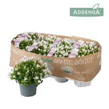 Campanula Ambella White - Fehér harangvirág P12