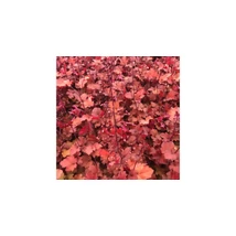 Heuchera Cranberry - Tűzeső Cs14