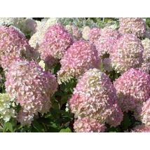 Hydrangea paniculata Tardiva - Bugás hortenzia K3,5 30/50