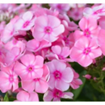 Phlox paniculata Minnehaha - Nagylevelű lángvirág CS14