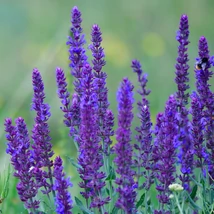 Salvia nemorosa Caradonna - Ligeti zsálya CS9