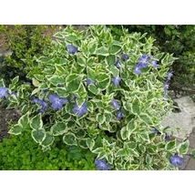 Vinca major  - Nagylevelű meténg CS9