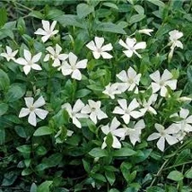 Vinca minor Alba - Kis meténg fehér CS9