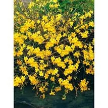 Jasminum nudiflorum - Téli jázmin K 3L 30/40