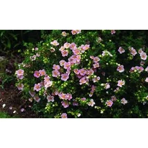 Potentilla fruticosa 'Bella Rosa' / 'Hachrosa' - Cserjés pimpó 20-40