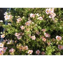 Potentilla fruticosa 'Princess' ('Blink') - Cserjés pimpó 20-40