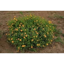 Potentilla fruticosa 'Tangerine' - Cserjés pimpó 20-40