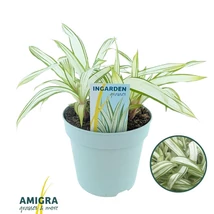 Carex siderosticha ‘Shiro’ – Tarka japán sás P17 30/35