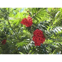 Sorbus aucuparia 'Cardinal Royal' - Madárberkenye K10,5 6/8
