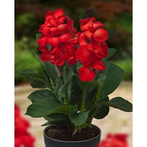 Jub Holland Canna virág Happy Carmen 1-db